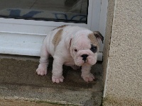 Dream Baby Bully Des Celtes Du Petit Anjou