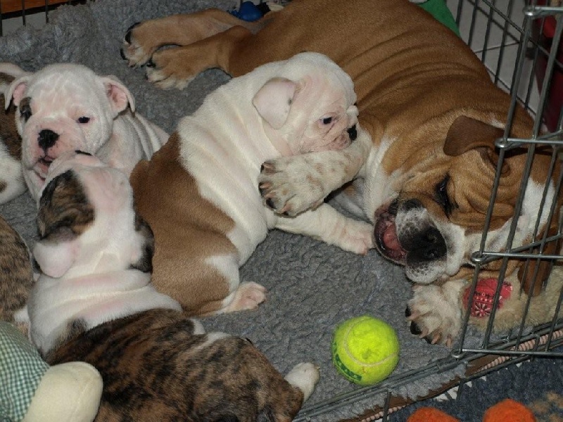 des Celtes du petit Anjou - Bulldog Anglais - Portée née le 29/09/2008